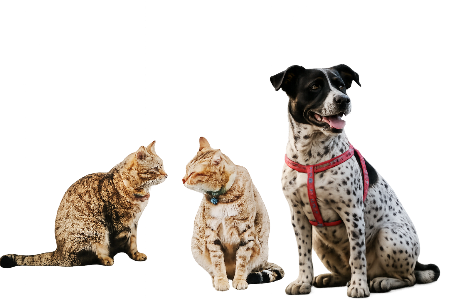 晶英的兩隻貓咪與狗狗 Two Silks Place cats and a dog